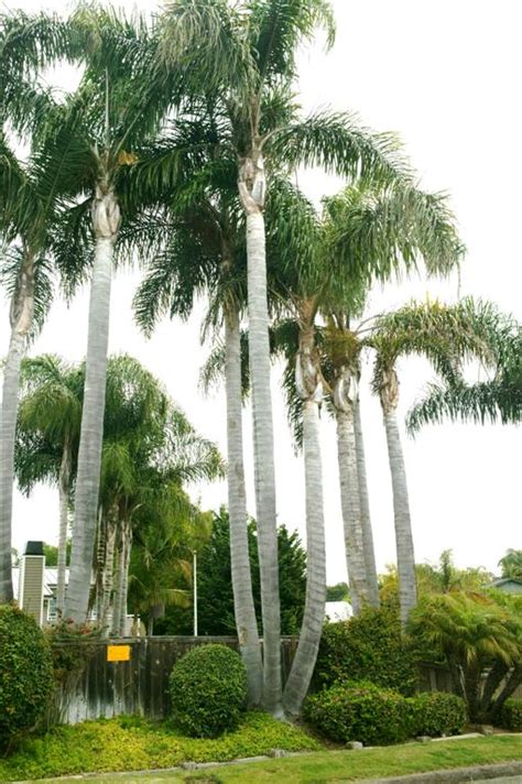 How Much Water Do Queen Palm Trees Need Cultivating Trees