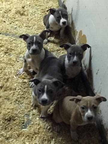 Pitbull puppies for sale sacramento california. American Pitbull Terrier Puppies - 8weeks old for Sale in ...