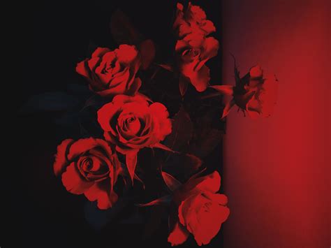 Roses Aesthetic Arte Rojo Fondos De Pantalla De Jimin Rojo Oscuro