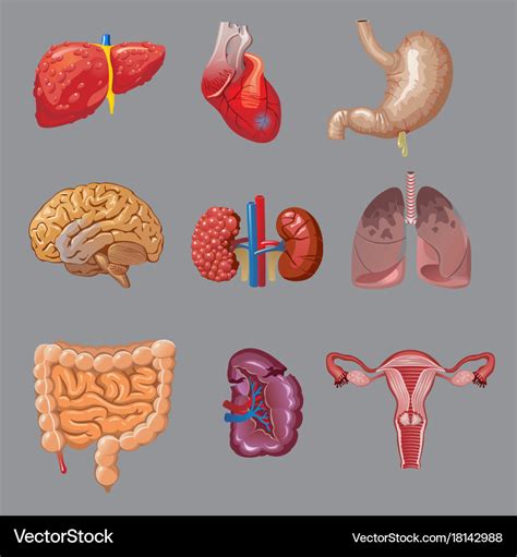 Human Internal Organs Infographic Poster Cartoon Vector Cartoondealer