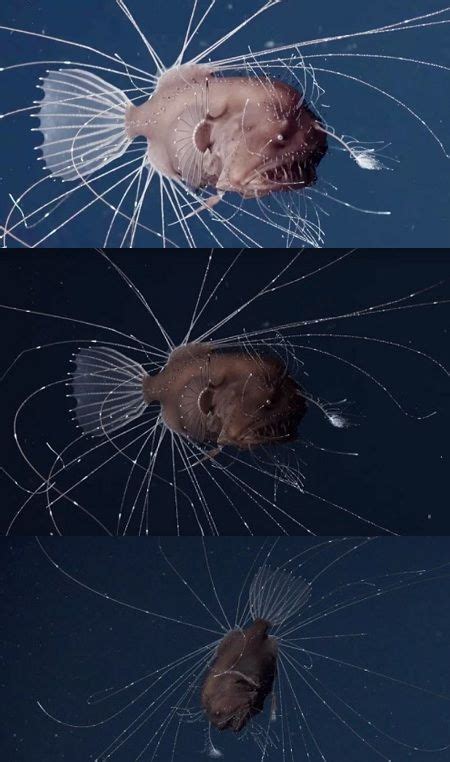 Amazing angler fish facts mating fusion. Scientists Capture The First Footage Of An Anglerfish's ...