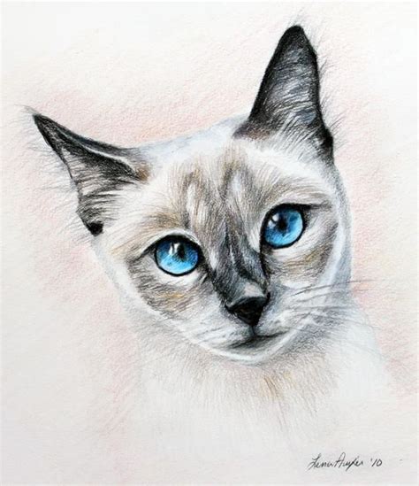 Learn how to draw cats eyes pictures using these outlines or print just for coloring. Blue Eyes | Cat eyes drawing, Cat art, Color pencil art