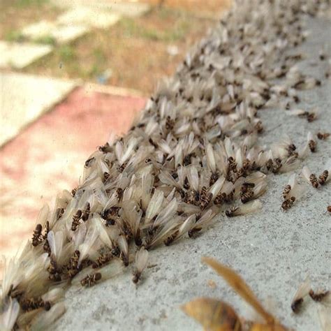 Termite Swarms Everything You Need To Know Termite Guides