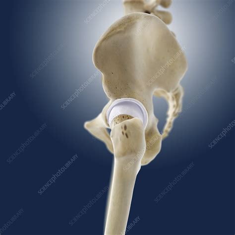 Hip Anatomy Artwork Stock Image C0131435 Science Photo Library