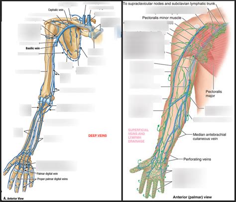 Deep And Superficial Veins Of Arm And Forearm Lymphatic Drainage