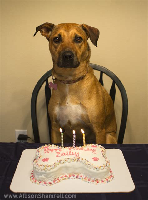 Handmade dog treats, personalised dog birthday cake, birthday cake for dogs, dog cake, dog treats, iced dog treats, cakes for dogs, doggy desserts. Doggie Birthday: Bailey Turns 3! San Diego Pet ...
