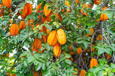How To Grow Star Fruit Indoors Fafard