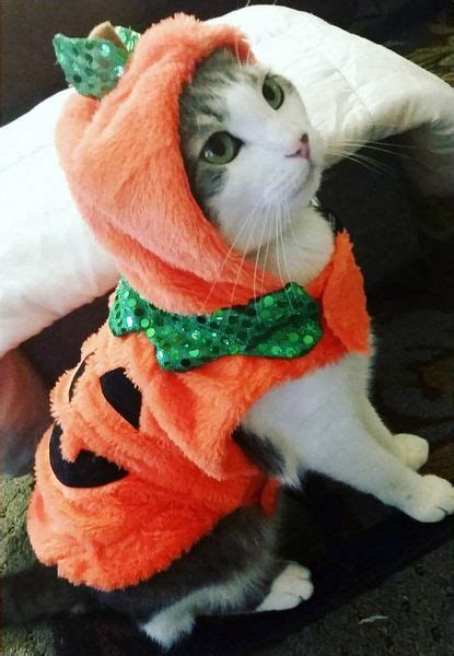Should I Dress My Cat Up For Halloweencatshalloweendress Cat