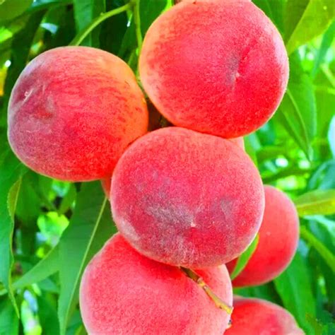 10 Pcs Sweet Peach Dwarf Bonanza Peaches Seeds Best Seeds Online
