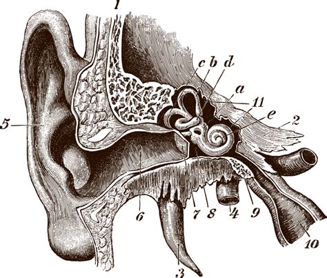Fileanatomy Of The Human Ear Blanksvg Wikimedia Commons