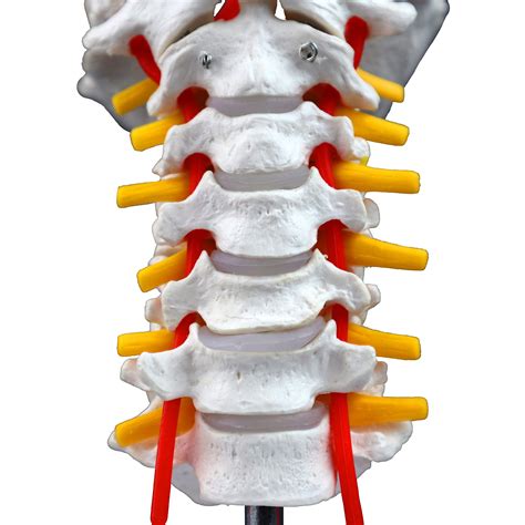 Vision Scientific Vav261 Cervical Spine With Nerves And Arteries Life