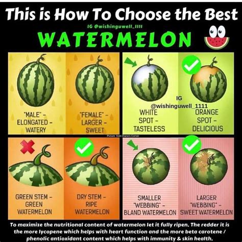 how to choose the best watermelon watermelon facts watermelon plant sweet watermelon