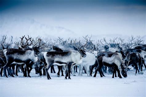 Swedish Lapland Rewilding Europe
