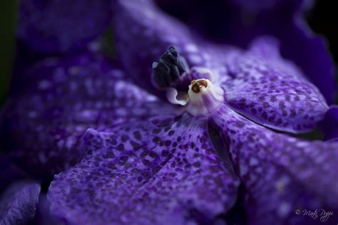 Inside A Flower Juzaphoto