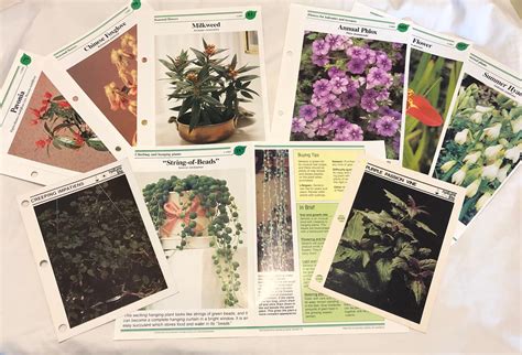 16 Botanical Plant Cards From 1976 Etsy