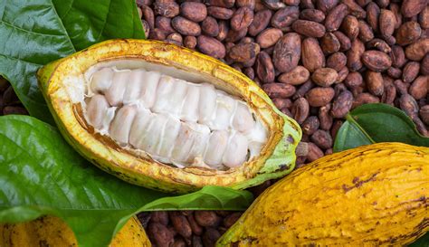 The Wonder Of Cocoa Butter For Skin 100 Pure