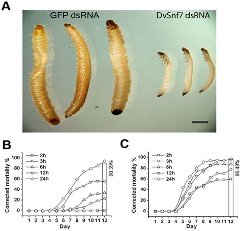 Major insect pests • maize stem borer, chilo partellus (lepidoptera: Download Pdf Microbial Control Three Groups Of Fungi ...