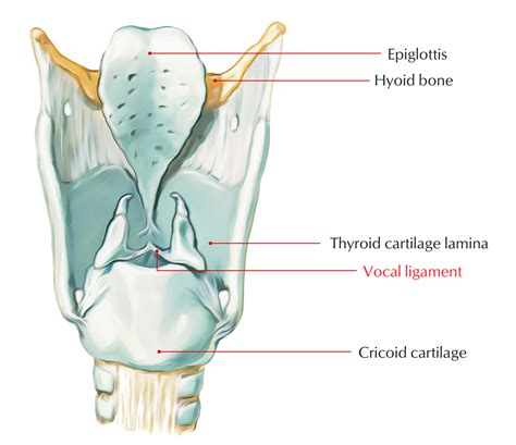 Thyroid Cartilage Earth S Lab