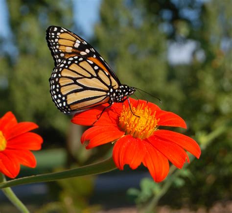 We did not find results for: Grow Native Milkweeds | The World's Best Gardening Blog