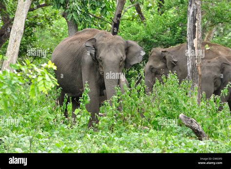 Indian Elephants Elephas Maximus Indicus Stock Photo Alamy