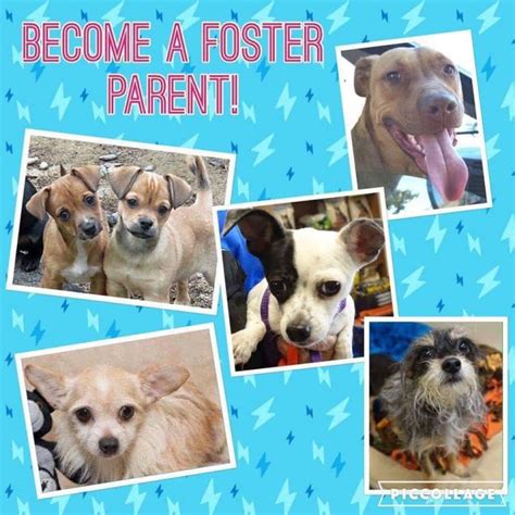 Pets For Adoption At Puyallup Animal Rescue In Puyallup Wa Petfinder