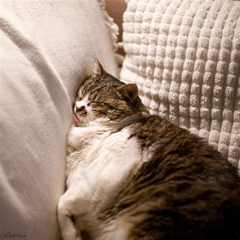 30 Cats Who Have Mastered The Art Of Sleep Fu