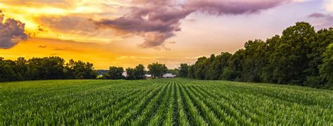 Corn Fields And Sunset Integra Ag