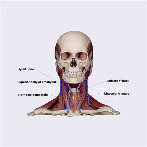 Muscular Triangle Triangles Of The Neck Head And Neck Anatomyapp