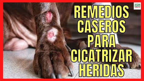 Remedios Caseros Para Cicatrizar Heridas En Perros Youtube