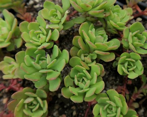 Sedum Glaucophyllum Cliff Stonecrop Care And Culture Travaldos Blog