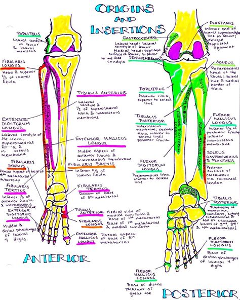 Muscular Origins And Insertions For The Lower Leg Leg Muscles Anatomy