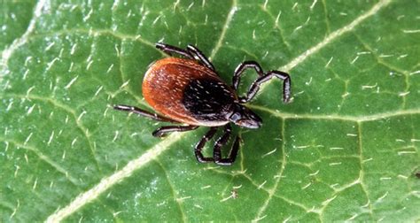 How To Get Rid Of Ticks In Your Yard 9 Simple Steps To Kill And Repel