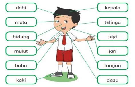 Video Pembelajaran Tema 1 Diriku Subtema 2 Tubuhku Pembelajaran 1 6