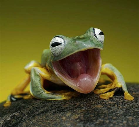 Download Funny Frog With Mouth Open Pictures