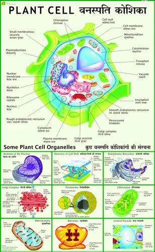 Plant Cell Chart At Rs 150pieces Botany Charts In New Delhi Id