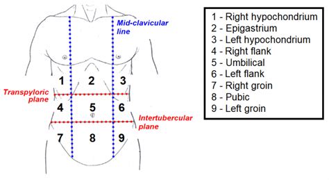 The Anterolateral Abdominal Wall Muscles Teachmeanatomy