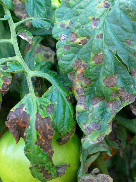Early Blight On Tomatoes
