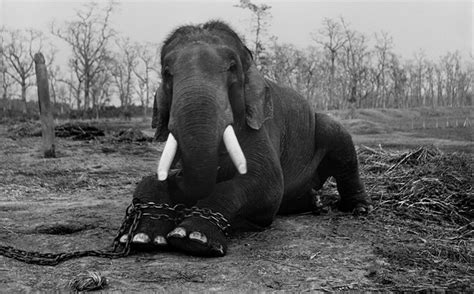 Asia’s illegal animal trade is estimated to be worth $10 billion per year