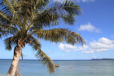 Palm Tree In Guam Stock Image Image Of Micronesia Scenery 47856793