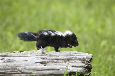 What Is The Lifespan Of A Pet Skunk