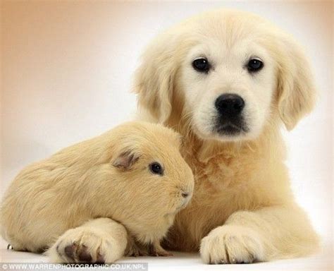 Animal Odd Couples Cute Baby Animals Cute Animal Pictures Cute Animals