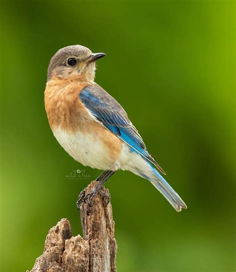Lee Anne On Instagram This Is A Female Eastern Bluebird The Ones In