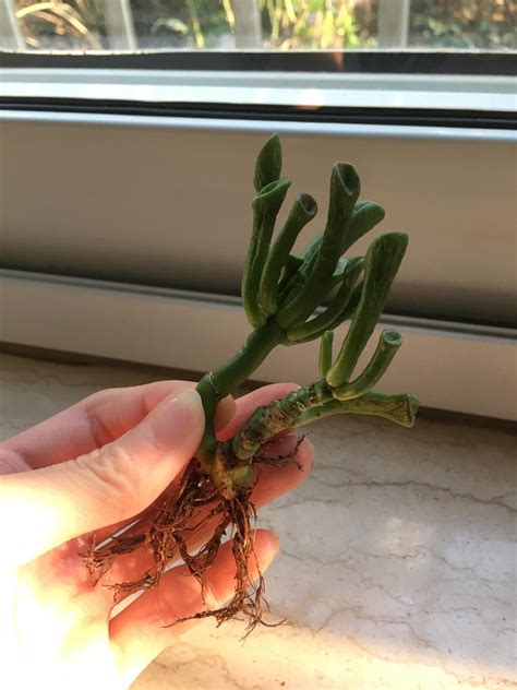 Maybe you would like to learn more about one of these? Tips please! Trying to revive a wrinkly gollum jade I ...