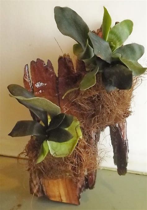 How To Guide For Mounting Epiphytes Plants Houseplants Orchids