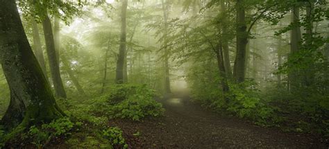 2560x1600 Forest Trees Moss Sunlight Nature Landscape Green Path