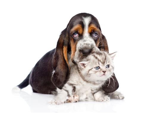 Are Hound Dogs Good With Cats