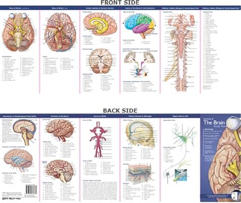 Anatomical Chart Companys Illustrated Pocket Anatomy Anatomy