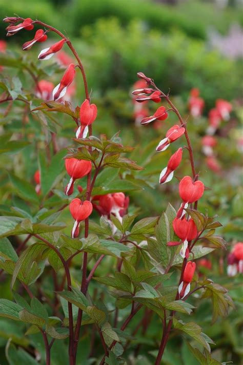 Flowers have two tiny sepals and four petals. Bleeding Heart - Dicentra spectabilis Valentine PBR ...