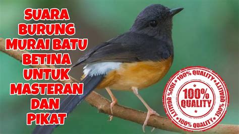 Download lagu decu kembang gacor mp3 dapat kamu download secara gratis di metrolagu. Suara Burung Decu Kembang Betina : Suara Burung Tikukur ...