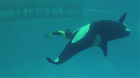 Amazing Video Captures Birth Of Seaworlds Last Captive Orca Youtube
